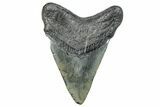 Fossil Megalodon Tooth - South Carolina #284243-1
